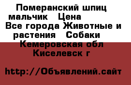 Померанский шпиц, мальчик › Цена ­ 35 000 - Все города Животные и растения » Собаки   . Кемеровская обл.,Киселевск г.